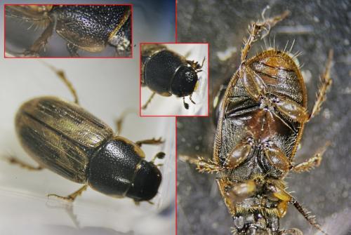 Réf. 338 556 : Melinopterus sp.
